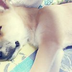 (개판) 이쁜 내새끼 개덕구를 소개합니다~