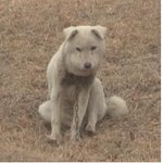 <b>sbs</b> tv동물농장에서 <상처받은 백구>를 사랑으로 키워주실 분을...