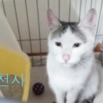 사랑스러운 고양이들 천안쉼터아이들+빵이+천사+나비