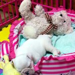 님들은 <b>불독</b>의 매력에 빠지게 될것임.