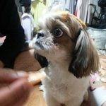 우리집똘망이의3단콤보