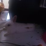 1개월<b>미만</b> 아기토끼, 7개월된 토끼