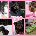 강아지 <b>분양</b> 받았어요!!