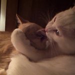 우리집 아이스크림 두냥이 (4)