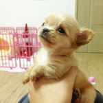 지주인인지 지가 내주인인지 모르는 울집 <b>히</b><b>릿</b> 소개합니당!! 2탄...