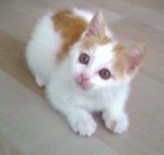 [냥] 달콤(?)살벌한동거 - 소개