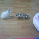 귀엽지만 까칠한 울집 <b>햇반</b>이~~@@