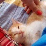 우리집 귀염<b>둥이</b> "꽃지" 를 소개합니다!