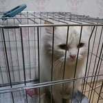 광주에서 고양이 잃어버리신 분이나 키우실분
