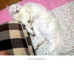 [냐옹] 대두김용배의 냄새의 <b>근원지</b>는 어디 !?