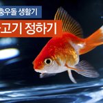 [물고기 초보,좌충우돌 생활기3탄] 물고기를 정했어요!!!!!!...