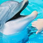 돌고래와의 교감을 나누는 제주마린파크