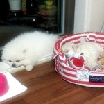 @<b>도도</b>콩 애교밍@