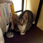 입양) 아기고양이 콩이의 가족을 찾습니다. ^^