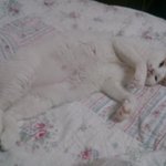 [냥] 달콤(?)<b>살벌</b>한동거 - 살쪄간다-0-