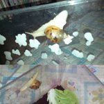 ㅅ..ㅅ...식...용달팽잌ㅋㅋㅋㅋㅋㅋ구경좀해보세요 사진有