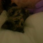 아기고양이 모모를 소개합니다~~!