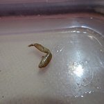 (사진有) 날 기겁하게만든 <b>반찬</b>의 비밀