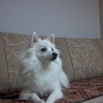 개껌먹기 싫다고 <b>앙탈</b> 부리는 구름이ㅋㅋ[사진,동영상有]