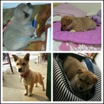 평택시에 사는 분들 꼭 봐주세요! '아지' 를 찾습니다