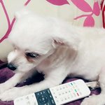 귀엽고 예쁜 우리 <b>궁디</b> 자랑할래요~