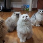 롱헤어 고양이 4남매의 똥꼬<b>발랄</b>한 매력!