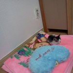 냥판 ㅋㅋ 김코난의 성장과정 (음슴체)