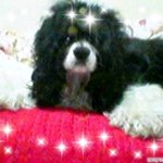 악동견 코카....<b>성남</b>상경기 1