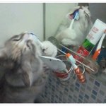 <b>양치</b>하는 고양이 ㅋ