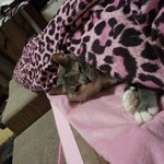 [김괭] 김고양이 서른번째