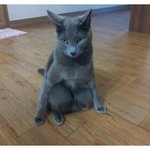 ✖✖✖<b>황찬성</b>의 고양이 정감이✖✖✖