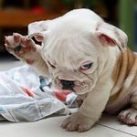 사진有有)미췬듯이 수집한 동물짤 대방출이오