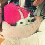 [냥판] 길고양이 두부2"