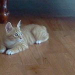 [냥] 똥꼬<b>발랄</b> 신이 2