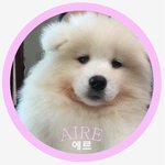 <b>일산</b>에서 챔프혈통 사모예드 2마리 분양합니다.