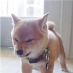 네이트판에는 네가지 <b>부류</b>의 사람이있다..