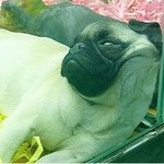 웃겨도 너~~무 웃긴 거지의 사진<b>모음</b> 3