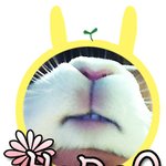 [<b>호두</b>판]  잠온다능
