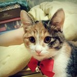 귀여운 양이 두마리와 동거중 2
