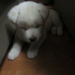 우리귀여운<b>진돗개</b> 성장과정