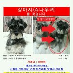 블랙슈나우져 찾습니다 (서울 관악구/사례금 드릴게요) 한번만 봐주세요ㅠㅠ...