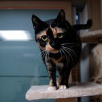 [용자새키판] <b>애묘</b>용품에 대한 고찰