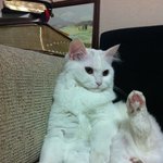 냥판)  엄마와의 당당한 싸움도 거부하지 않는 팡이 냥냥 ~ ::