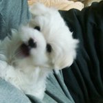 우리집 포즈의<b>달인</b> 늑대의후예 희돌이!!!