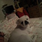 우리집 순돌이와 <b>갑돌이</b>를 소개합니다~