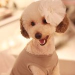 <b>몽</b><b>군</b>이와 망고를 소개합니다!