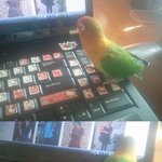 우리집 앵무새를 소개합니다^________^