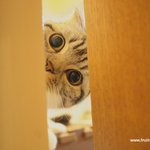 앙즈는 고양이??(유봉이네)