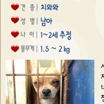 유기견에서 꽃중년(?)이 된 울집 치와와 콩콩이를 소개함돠~