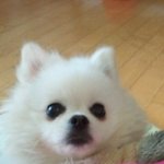 [[[[[화이트포메]]]] 우월한유전자 다정이판